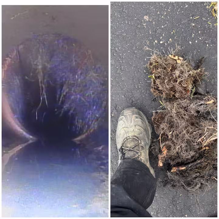 Tree roots invading a sewer line requiring professional root removal and drain cleaning service in the Fox Valley area