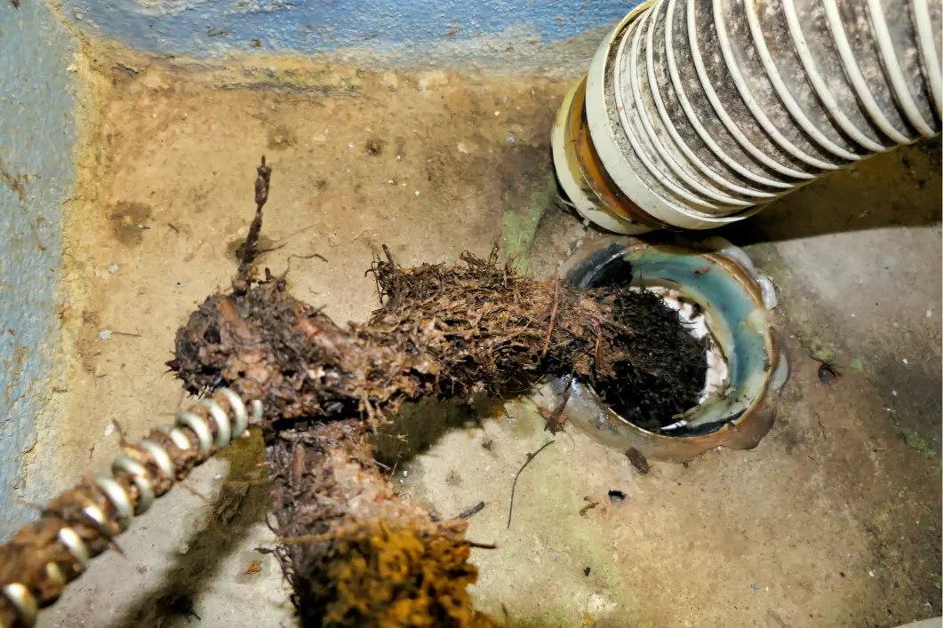 Roots and debris clogging a sewer line during clogged drain cleaning in Montgomery, IL