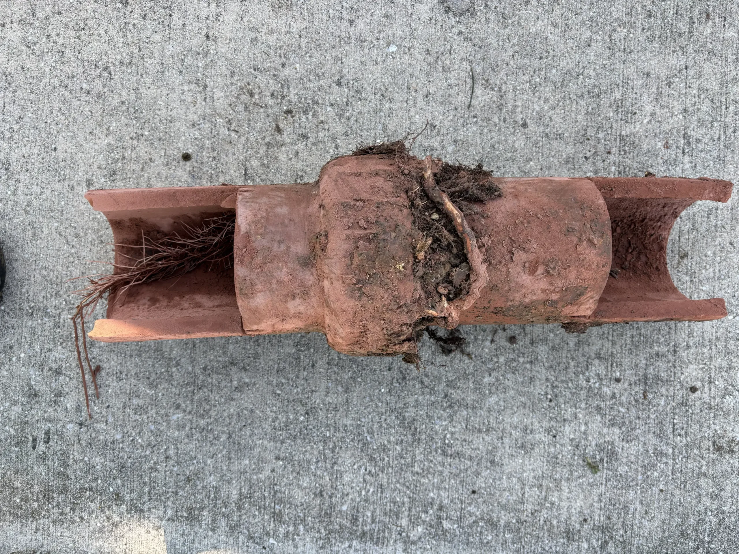 Section of sewer pipe cut open to show tree roots growing inside, from a Patriot Trenchless root removal job in Chicagoland.