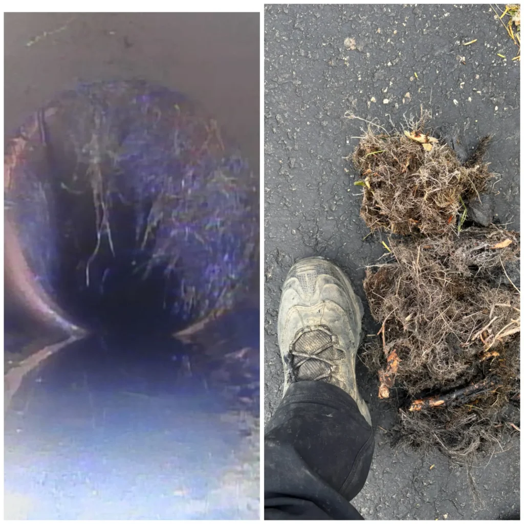 Split image showing tree roots inside a sewer line on a camera and the root mass Patriot Trenchless pulled out, with a boot for scale.