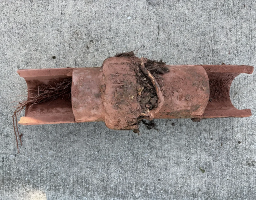 Broken clay sewer line cut open showing tree root intrusion at the joint