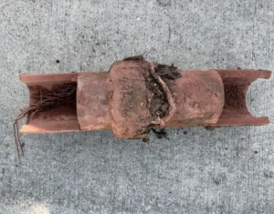 Broken clay sewer line cut open showing tree root intrusion at the joint